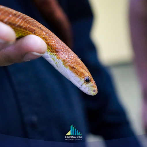 Expo Verde y Salvaje llega a Poliforum León: El evento definitivo para amantes de la naturaleza